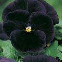 blackviolets