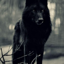 blackwolfstudio