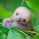 blog-sloth-lover-is-me-love-blog