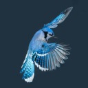 blue-bird-11