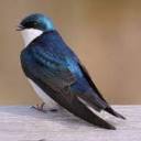 blue-bird17