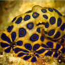 blue-ringed-octoling