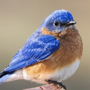 bluebird-writing