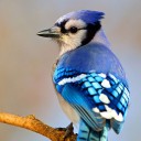 bluebirdsboi