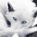 bluefrost-freewolf