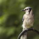 bluejay-of-the-south