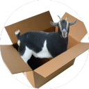 box-goat