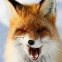 brave-fox avatar