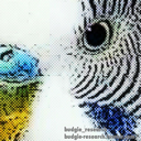 budgie-research-blog