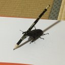 bug-with-pencil