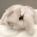 bunny-anonymous
