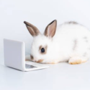 bunny-behind-a-keyboard