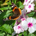 butterflyblog63