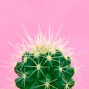 cactus-cate-blog