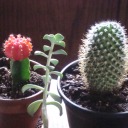 cactus-chowder
