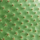cactussia