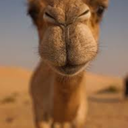 camels477-blog