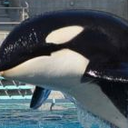 captive-orca-of-japan-blog