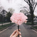 carnations-at4pm-blog