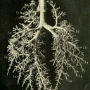 caso-pulmon-fisiologia-blog