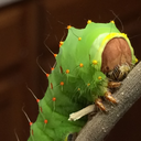 caterpillar-gifs