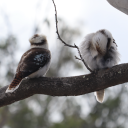 catkin-morgs-kookaburralover