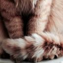 catpaw-fanfiction