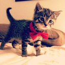 cats-are-the-cutest-things-ever