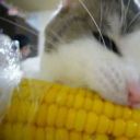 cats-eating-corn