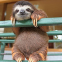 chillass-sloth