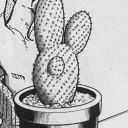 choki-the-rich-cactus