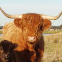 chubby-cow-himbo