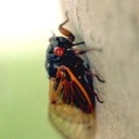 cicada-days-of-summer