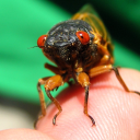 cicada-guy