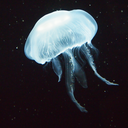 classyjellyfishpoetry