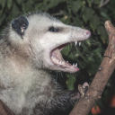 clinically-depressed-opossu-blog