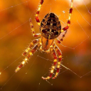 cobwebs-in-autumn
