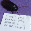 cockroacheshisses