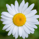 common-daisy