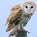confused-barn-owl