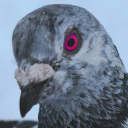 cooing-pigeon