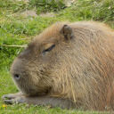 coolandcollectedcapybara