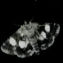 corner-moth
