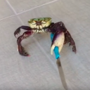 crab-is-the-ultimate-form