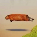 crapybaras