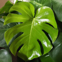 creamy-leaf