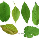 crisp-air-falling-leaves