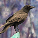 crow-n-key