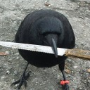 crow-screams