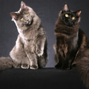 cult-cats-blog